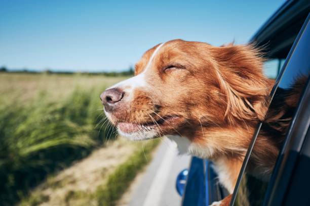 Pet Care & Travel Essentials for Road Adventures